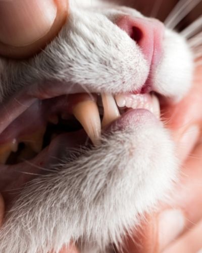 Cat Teeth