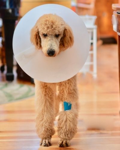 Dog with Surgery Cone
