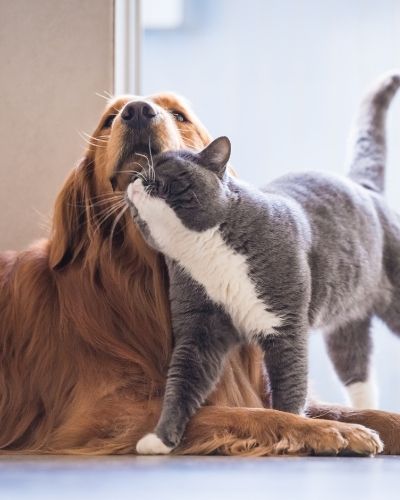 Cat and Dog are playing