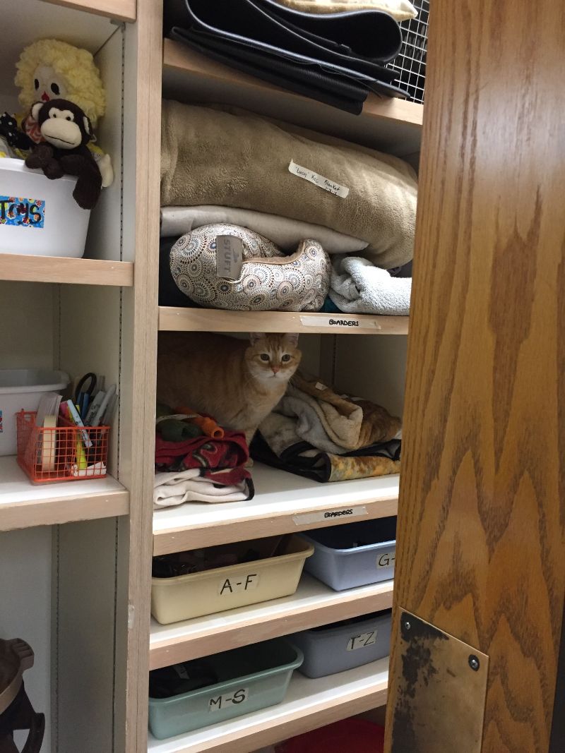 Cat in Wardrobe