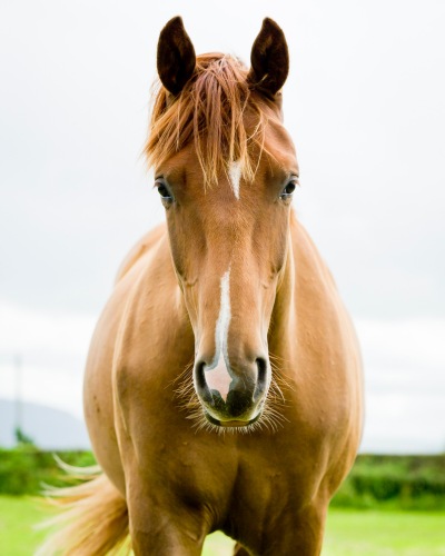 Brown horse with white blaze on nose standing in green field on a bright, cloudy day