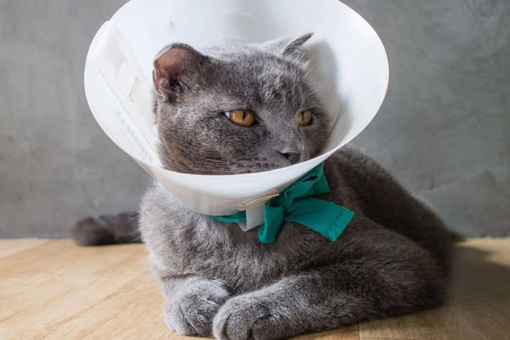 Pet surgery A cat is wearing a cone
