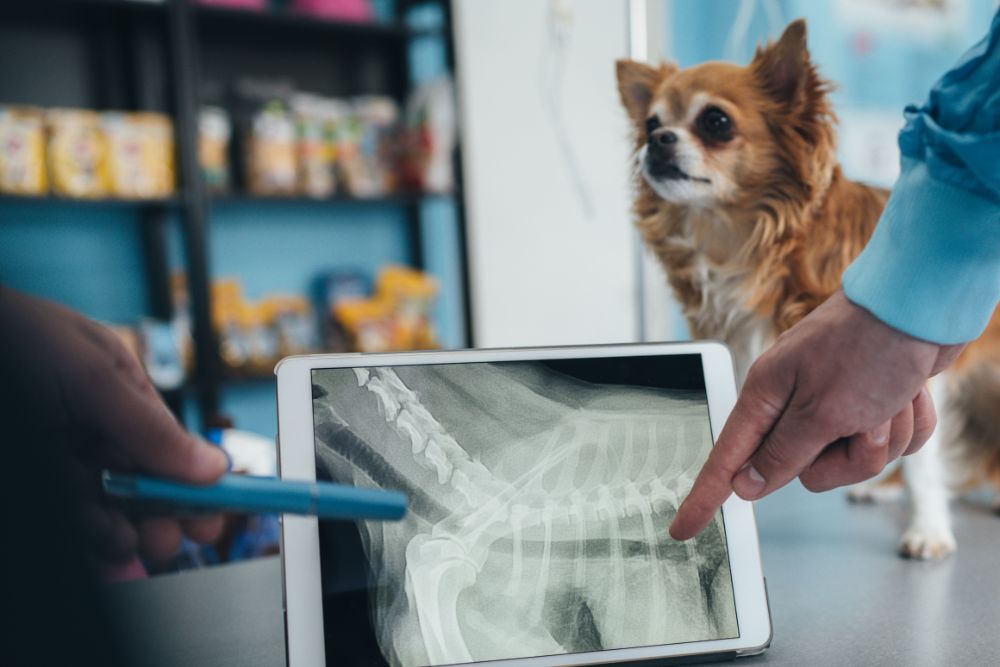 Pet Xray service image A dog is examined by vet