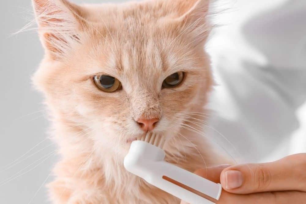 Cat dental care image A vet is cleaning a cat teeth