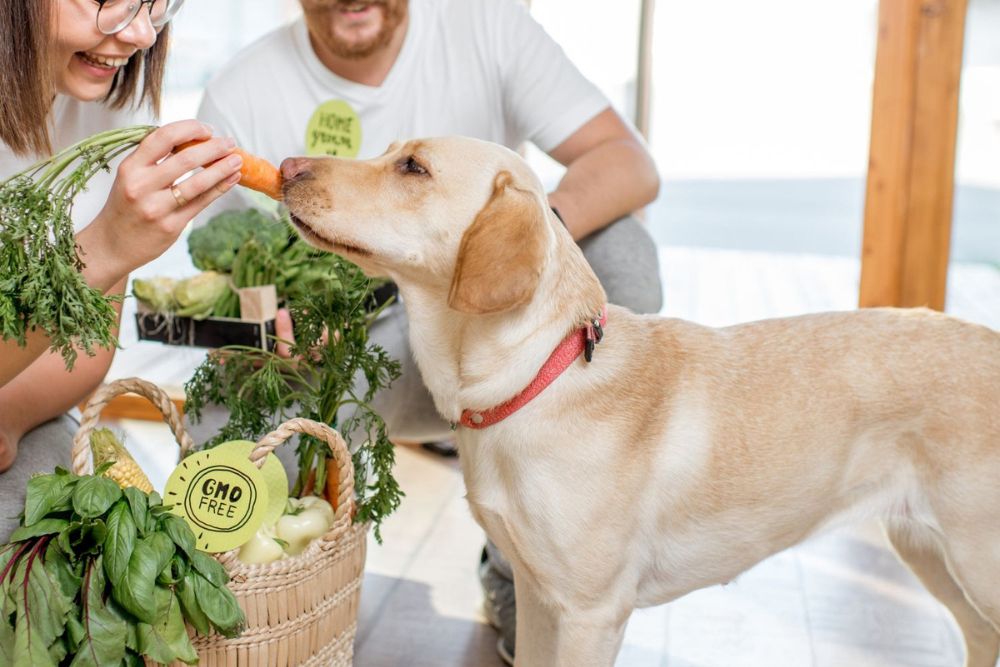 Pet nutritional counseling image A dog is eating carrot