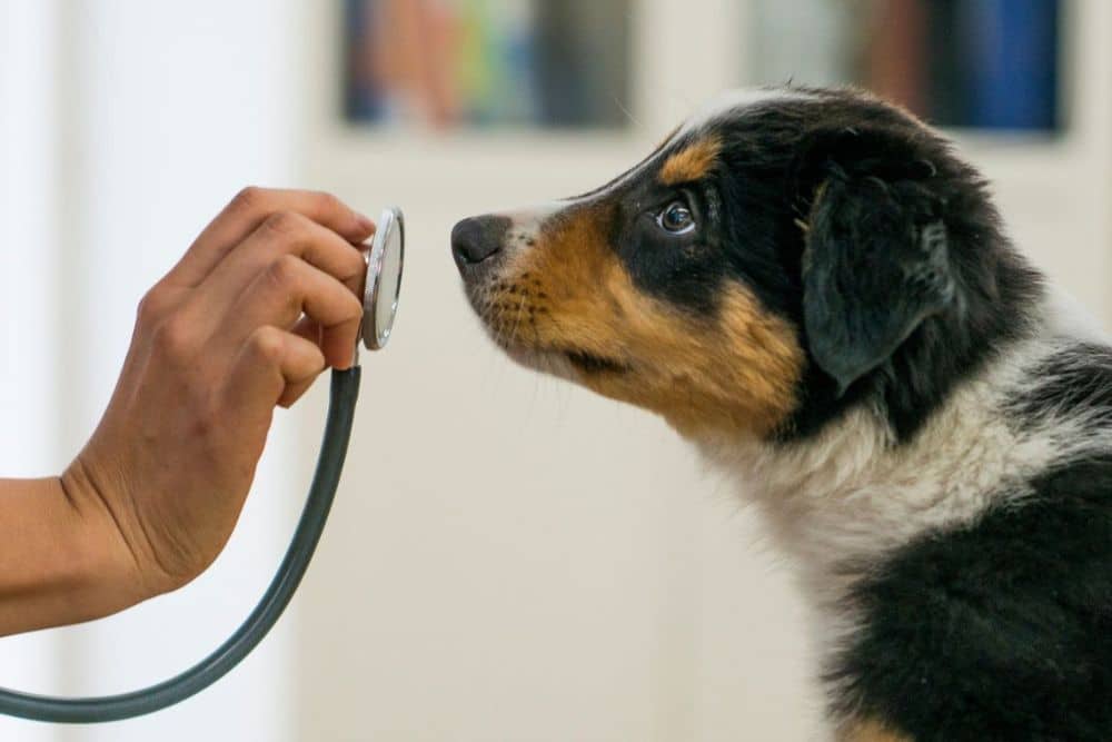 A dog in the clinic image Pet wellness care service