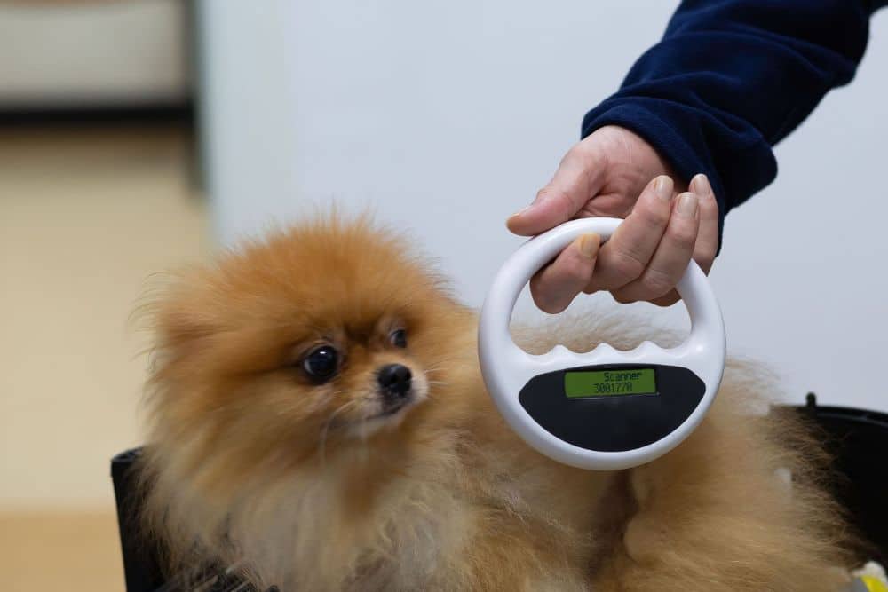 A dog in a clinic settings Pet microchipping