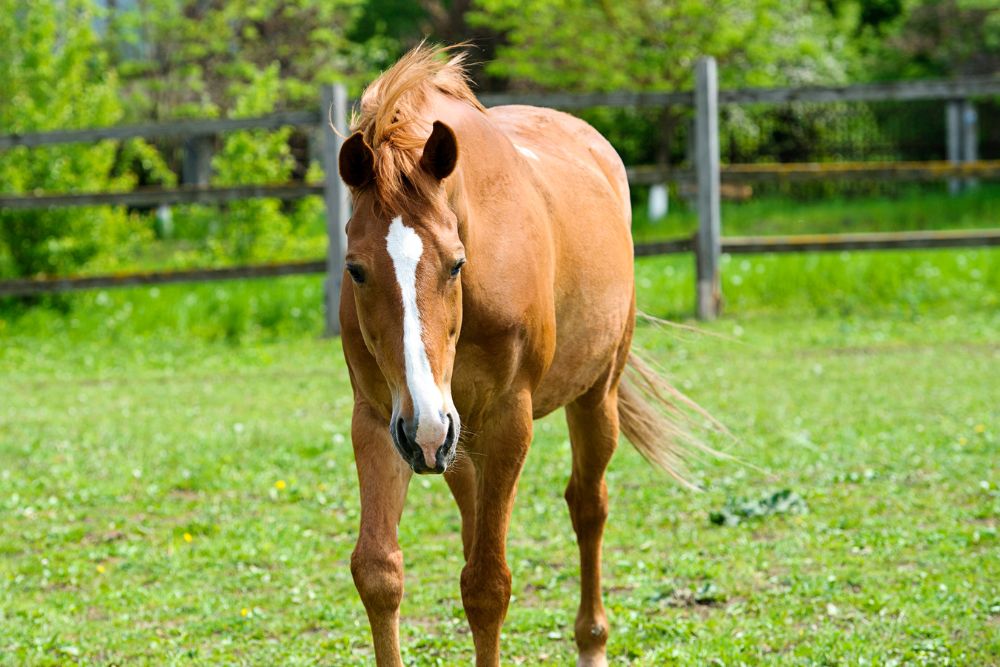 Equine Services Horse in a meadow