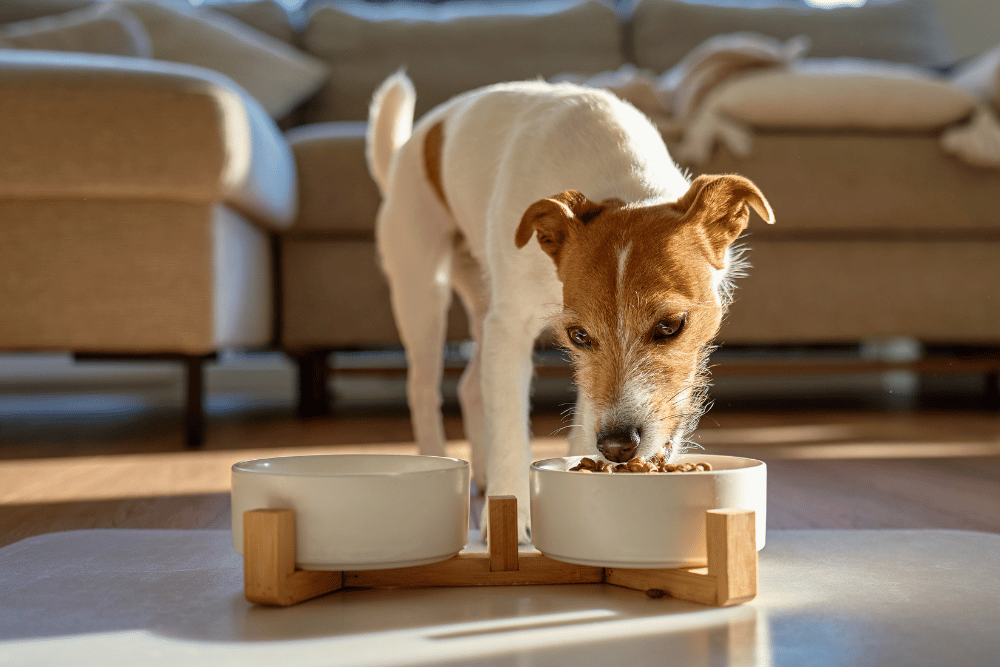 dog eating kibble from a bowl dog eating kibble from a bowl