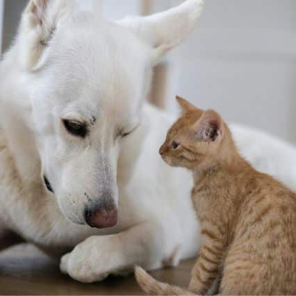 Refer-a-Fur-iend-Graphic-Image